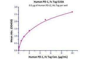 Immobilized Human PD-L2, His Tag  with a linear range of 0. (PD-1 Protein (AA 25-167) (Fc Tag))