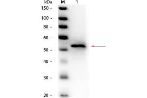 Western Blot of Goat anti-Glycerol Kinase (Cellulomonas species) Antibody Peroxidase Conjugated. (Glycerol Kinase Antikörper  (HRP))
