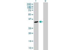 Western Blot analysis of RGN expression in transfected 293T cell line by RGN MaxPab polyclonal antibody.