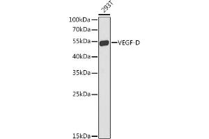 Western blot analysis of extracts of 293T cells, using VEGFD antibody  at 1:1000 dilution. (VEGFD Antikörper  (AA 20-220))