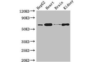Western Blot Positive WB detected in: HepG2 whole cell lysate, Mouse heart tissue, Mouse brain tissue, Mouse kidney tissue All lanes: HNRNPL antibody at 3 μg/mL Secondary Goat polyclonal to rabbit IgG at 1/50000 dilution Predicted band size: 65, 51 kDa Observed band size: 65 kDa (HNRNPL Antikörper  (AA 89-335))