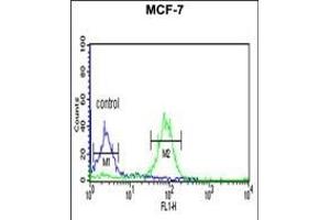 Flow Cytometry (FACS) image for anti-Biorientation of Chromosomes in Cell Division 1 (BOD1) (AA 127-155), (C-Term) antibody (ABIN653927)