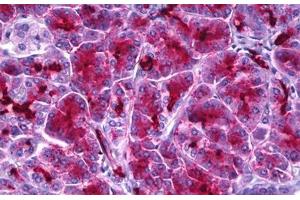 Anti-Aldolase antibody IHC staining of human pancreas. (ALDOA Antikörper)
