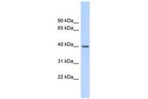 Image no. 1 for anti-RAD51-Interacting Protein (RAD51AP1) (AA 143-192) antibody (ABIN6744692) (RAD51AP1 Antikörper  (AA 143-192))