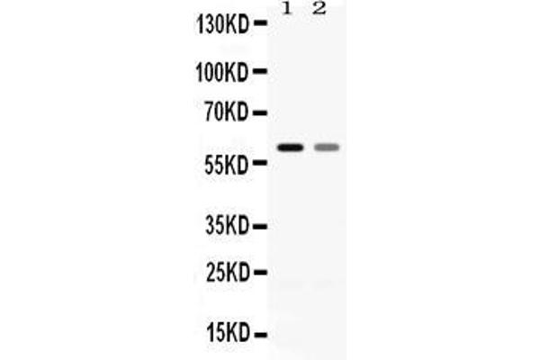SLC1A3 antibody  (N-Term)