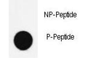 Dot blot analysis of phospho-NANOG antibody.