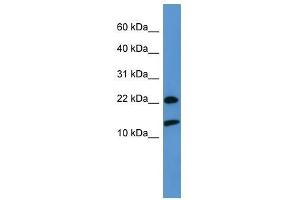 RPS27A antibody used at 0. (RPS27A Antikörper  (Middle Region))