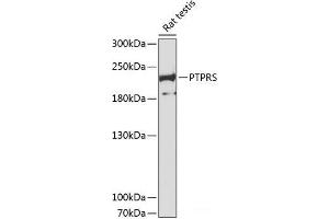Western blot analysis of extracts of Rat testis using PTPRS Polyclonal Antibody at dilution of 1:3000. (PTPRS Antikörper)