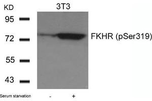 Western blot analysis of extracts from 3T3 cells untreated or treated with serum starvation using FKHR(Phospho-Ser319) Antibody. (FOXO1 Antikörper  (pSer319))