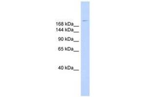 Image no. 1 for anti-Dysferlin (DYSF) (AA 215-264) antibody (ABIN6743370) (Dysferlin Antikörper  (AA 215-264))