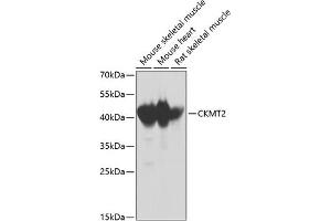 Western blot analysis of extracts of various cell lines, using CKMT2 antibody  at 1:1000 dilution. (CKMT2 Antikörper  (AA 40-230))