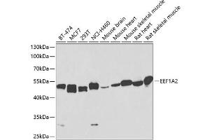 Western blot analysis of extracts of various cell lines, using EEF1 antibody (473) at 1:1000 dilution. (EEF1A2 Antikörper  (AA 184-463))