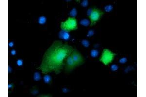 Anti-DTYMK mouse monoclonal antibody (ABIN2454995) immunofluorescent staining of COS7 cells transiently transfected by pCMV6-ENTRY DTYMK (RC201228). (DTYMK Antikörper)