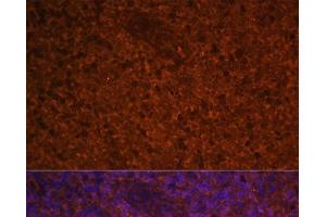 Immunofluorescence analysis of Human spleen using CCL19 Polyclonal Antibody at dilution of 1:100 (40x lens). (CCL19 Antikörper)