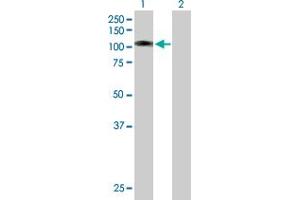 Western Blot analysis of L3MBTL3 expression in transfected 293T cell line by L3MBTL3 MaxPab polyclonal antibody.