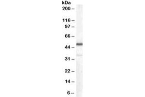 Western blot testing of human kidney lysate with Chromogranin A antibody at 0. (Chromogranin A Antikörper)