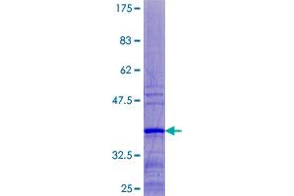 RPL37 Protein (AA 1-97) (GST tag)