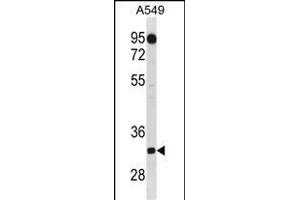 C1QTNF2 Antibody (C-term) (ABIN1881127 and ABIN2838882) western blot analysis in A549 cell line lysates (35 μg/lane). (C1QTNF2 Antikörper  (C-Term))