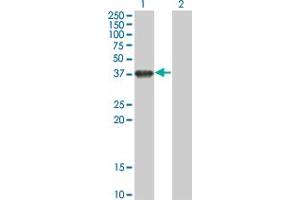 Western Blot analysis of BOLL expression in transfected 293T cell line by BOLL monoclonal antibody (M01), clone 1F3. (BOLL Antikörper  (AA 185-283))