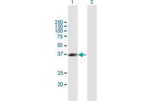 Western Blot analysis of FLCN expression in transfected 293T cell line by FLCN MaxPab polyclonal antibody. (FLCN Antikörper  (AA 1-342))