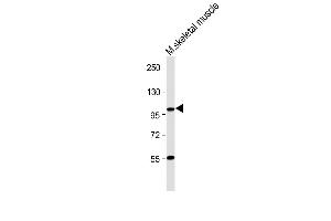Western Blotting (WB) image for anti-Leucine-Rich Repeat Containing G Protein-Coupled Receptor 5 (LGR5) (AA 238-270), (N-Term) antibody (ABIN389215)