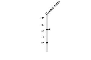 Anti-LGR5/GPR49 Antibody (N-term) at 1:1000 dilution + Mouse skeletal muscle lysate Lysates/proteins at 20 μg per lane.
