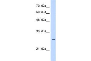 LRRC59 antibody used at 0. (LRRC59 Antikörper  (C-Term))