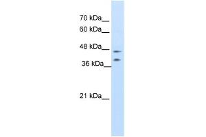WB Suggested Anti-BLZF1 Antibody Titration:  0.