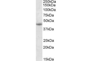 ABIN571171 (1µg/ml) staining of Jurkat lysate (35µg protein in RIPA buffer). (GNAS Antikörper  (Internal Region))
