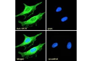 (ABIN334388) Immunofluorescence analysis of paraformaldehyde fixed HeLa cells, permeabilized with 0. (DRD5 Antikörper  (Internal Region))