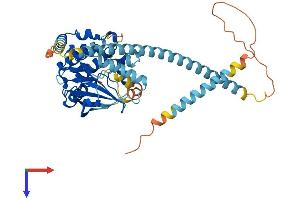 NEK2 Protein (AA 1-445) (His tag)