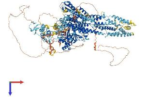 KDM5D Protein (AA 1-1548) (His tag)