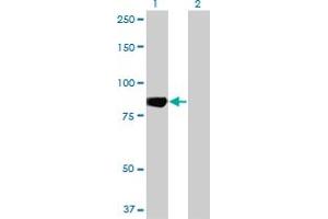 Western Blot analysis of MARK3 expression in transfected 293T cell line by MARK3 monoclonal antibody (M01), clone 1A10.