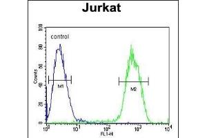 PCDHGC3 Antibody (Center) (ABIN654100 and ABIN2843984) flow cytometric analysis of Jurkat cells (right histogram) compared to a negative control cell (left histogram). (Protocadherin gamma Subfamily C, 3 (PCDHGC3) (AA 511-539) Antikörper)