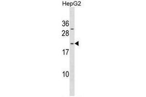 ARL6IP1 Antibody (N-term) western blot analysis in HepG2 cell line lysates (35µg/lane). (ARL6IP1 Antikörper  (N-Term))