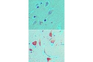 Image no. 1 for anti-Period Homolog 1 (Drosophila) (PER1) (AA 1150-1200) antibody (ABIN960303) (PER1 Antikörper  (AA 1150-1200))