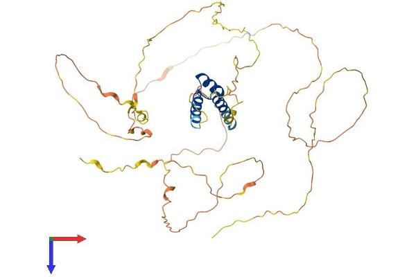 IRX2 Protein (AA 1-471) (His tag)