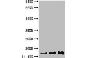 Western blot analysis of 1) Hela, 2) 293, 3) PC12 using Survivin Monoclonal Antibody. (Survivin Antikörper)
