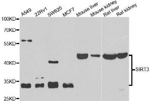 Western blot analysis of extracts of various cell lines, using SIRT3 antibody.