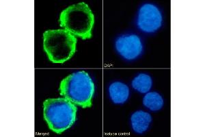 Immunofluorescence staining of fixed K562 cells with anti-B7-H6 antibody 17B1. (Rekombinanter B7-H6 Antikörper  (Extracellular Domain))