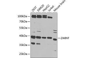 Western blot analysis of extracts of various cell lines, using ZWINT antibody (ABIN6128944, ABIN6150552, ABIN6150554 and ABIN6221938) at 1:1000 dilution. (ZWINT Antikörper  (AA 1-277))