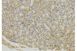 ABIN6279600 at 1/100 staining Mouse kidney tissue by IHC-P. (SCG5 Antikörper  (Internal Region))