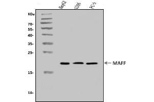 Western blot analysis of MAFF using anti-MAFF antibody (ABIN7599317). (MafF Antikörper  (AA 1-37))