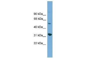 YIPF2 antibody used at 0. (YIPF2 Antikörper  (Middle Region))