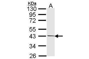 WB Image Sample (30 ug of whole cell lysate) A: 293T 10% SDS PAGE antibody diluted at 1:1000 (PIM2 Antikörper  (Center))