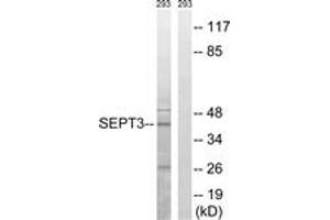 Western Blotting (WB) image for anti-Septin 3 (SEPT3) (AA 136-185) antibody (ABIN2890463) (Septin 3 Antikörper  (AA 136-185))