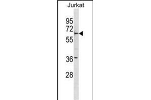 FBXW5 Antibody (Center) (ABIN1881341 and ABIN2838606) western blot analysis in Jurkat cell line lysates (35 μg/lane). (FBXW5 Antikörper  (AA 324-350))