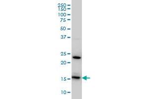 RPS17 monoclonal antibody (M01), clone 2C7 Western Blot analysis of RPS17 expression in HeLa . (RPS17 Antikörper  (AA 36-135))