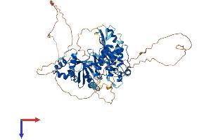 MELK Protein (AA 1-643) (His tag)