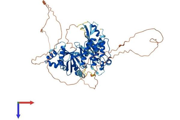 MELK Protein (AA 1-643) (His tag)